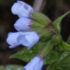 Pulmonaria opal - abriachan nurseries